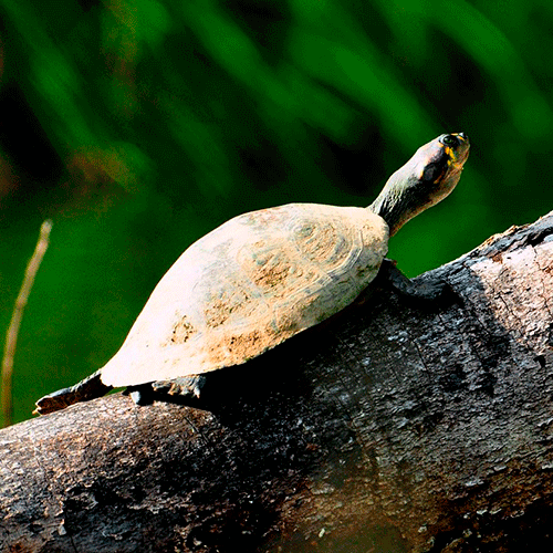 Manu 7 Days | 6 Nights